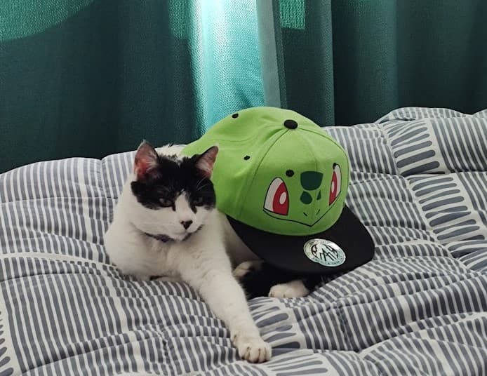 Black and white cat with a bulbasaur hat on